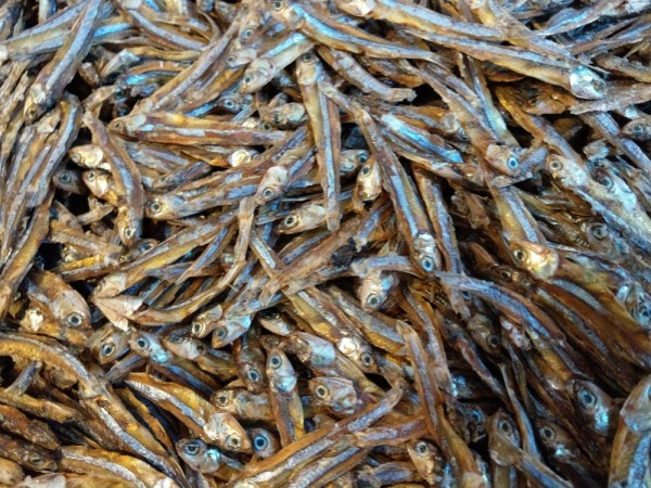 Anchovies Bulk